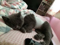 乖宝贝-纳吉亚猫专科动物诊疗中心(蒋宅口分院)