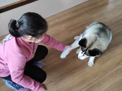 -Husky Go! 哈士奇体验馆·宠物咖啡厅狗咖