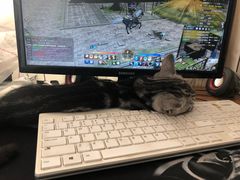 -喵zoo家庭繁育猫舍(尖东智能花园店)