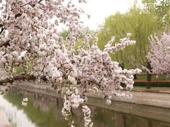 -海棠花溪(元大都城垣遗址公园)