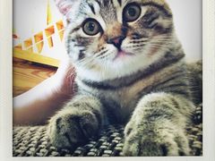 -猫咖时代(中山亭店)