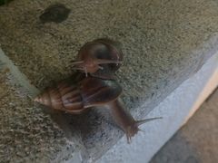 -楚湘苑(商品街大道店)