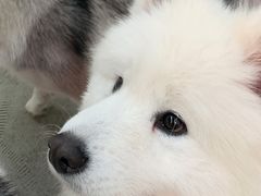 -星多哈·狗咖·拼豆·咖啡