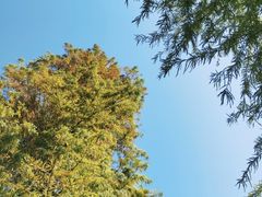 -春花秋色城市公园