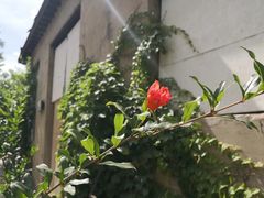 -西柏坡纪念馆
