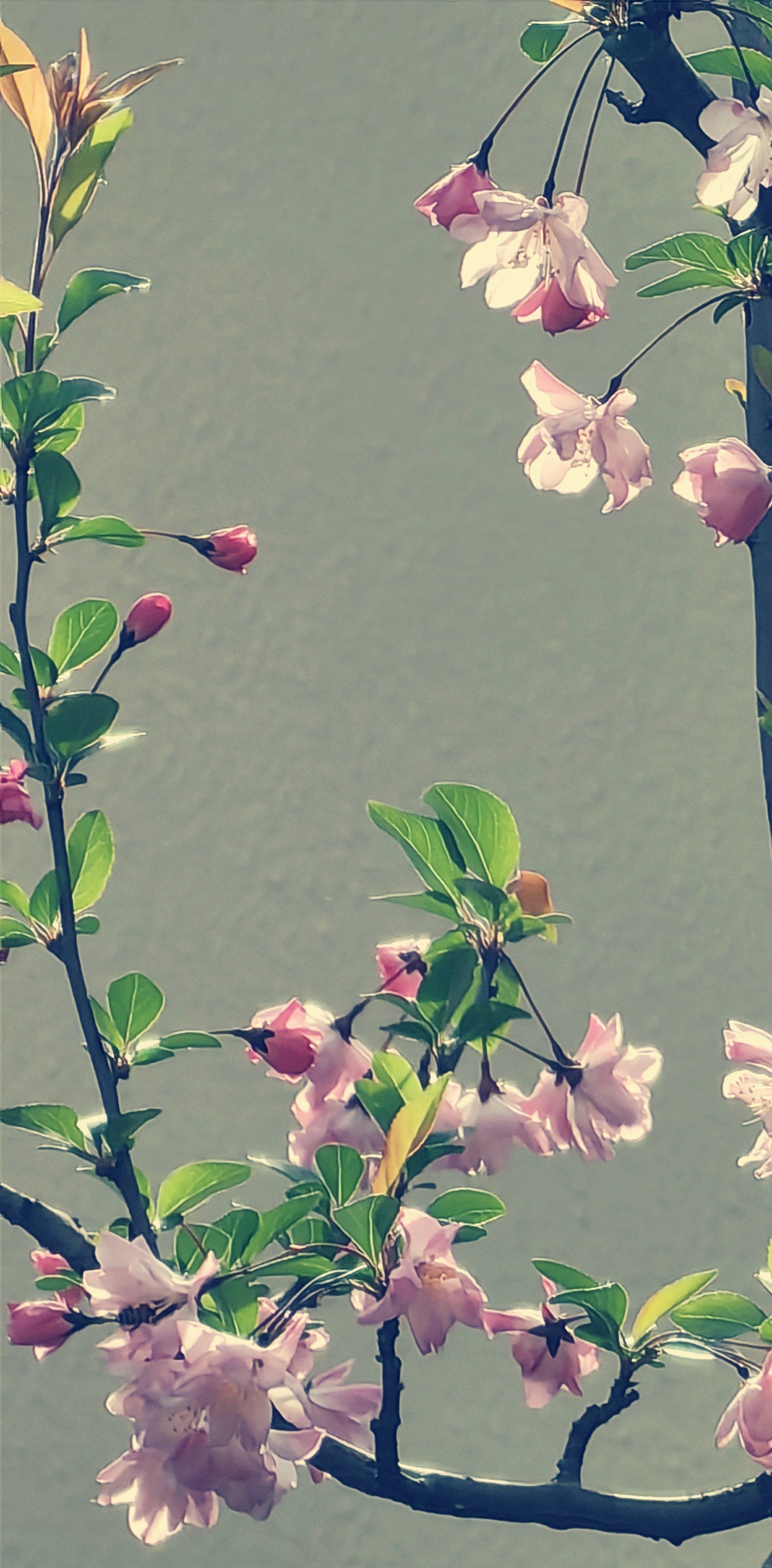 春暖花开(海棠篇)