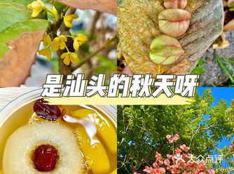是汕头的秋天呀！金黄色的太美了！