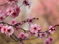 -白塘生态植物园