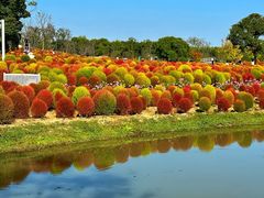 -花开海上生态园