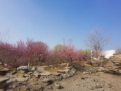 -石家庄市植物园