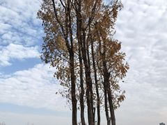 -盘龙城国家考古遗址公园