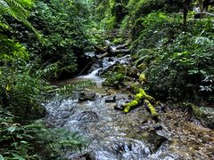 -莫里热带雨林景区