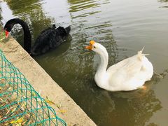 -鹅湖玫瑰文化园