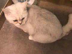 -飞行喵MR PILOT|猫舍·猫咖(静安大融城店)