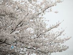 -贡湖湾湿地公园