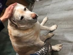 -爱侣宠医·鹦鹉专科·小型哺乳类·异宠专科(灵石路店)