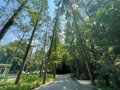 -东平国家森林公园
