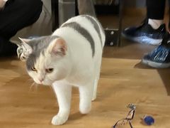 -松果猫咖(桐乡吾悦金街店)