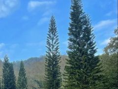-深圳仙湖植物园