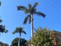 -溪岸路花鸟市场