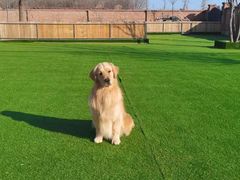 -北京京卫宠物寄养训练中心