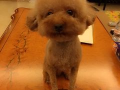 -1013 PET SHOP 宠物商店(近铁城市广场店)