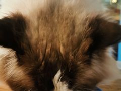 -猫小院猫主题咖啡厅(北锣店)