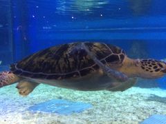 -成都浩海立方海洋公园