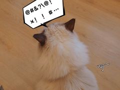 -有喵·猫咖·狗咖·40+猫狗有小奶狗(岗厦店)