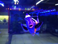 -漫步水族(金源珠宝古玩城店)