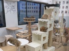 -有喵·猫咖·狗咖·30几只猫10只小狗(岗厦店)
