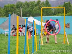 -趣玩宠物乐园寄养训犬训狗游泳池