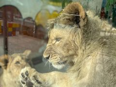 -大连森林动物园