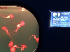 -多彩贵州城极地海洋世界