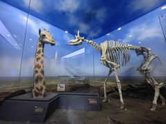 -国家自然博物馆