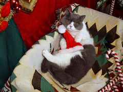 -超宠爱宠物摄影-Super pet