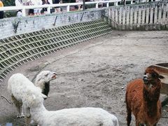-成都动物园