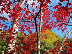 -青山刚昌故乡馆