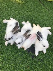 -萌宠亲子动物乐园(槐房万达店)