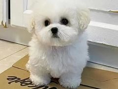 -萌宠之家·腊肠犬·马尔泰·小体犬舍