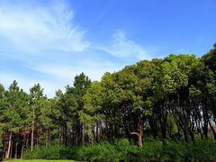 -贡湖湾湿地公园