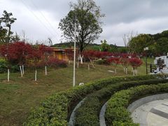 -铁山坪森林公园