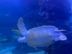 -左海海底世界