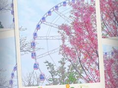 -顾村公园