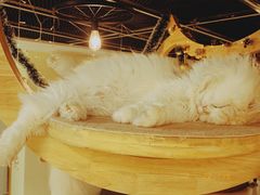 -猫和宫(六道口店)