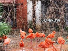 -红山森林动物园