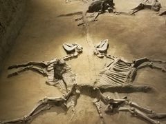 -洛阳周王城天子驾六博物馆