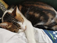 -瑞鹏宠物医院·骨科·猫科·内科(第一中心)
