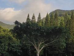 -深圳仙湖植物园