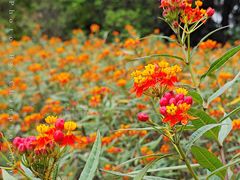 -广州市流溪河国家森林公园